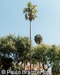 Coccothrinax barbadensis