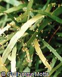 Homalocladium platycladum