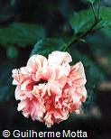 Hibiscus rosa-sinensis ´Pamela Anne´