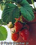 Abrir ficha do item Fragaria vesca