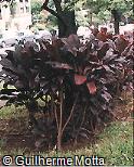 Cordyline terminalis ´Red Sister´
