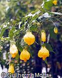 Abutilon darwinii