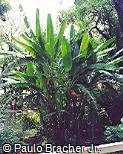 Musa ornata ´Royal´