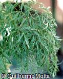 Polyscias fruticosa