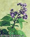 Heliotropium arborescens