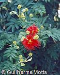 Calliandra tweedii