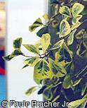 Ficus leprieurii ´Variegata´