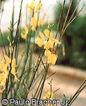 Spartium junceum
