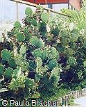 Opuntia littoralis