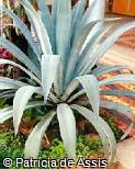 Agave fourcroydes