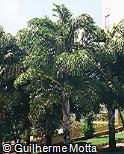 Caryota urens