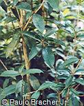 Osmanthus fragrans