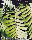 Zamia pumila