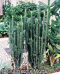 Euphorbia trigona