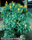 Pachystachys lutea