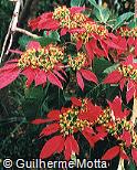 Euphorbia pulcherrima