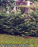 Chamaecyparis obtusa ´Nana-Gracilis´