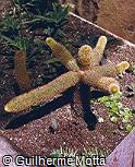 Cleistocactus straussii