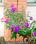 Tibouchina moricandiana var. vinacea