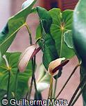 Anthurium andraeanum ´Album´
