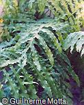 Polypodium decumanum