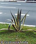 Furcraea foetida ´Marginata´