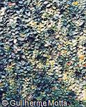 Abrir ficha do item Ficus pumila