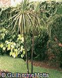 Cordyline dracaenoides