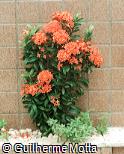 Ixora coccinea ´Orange King´