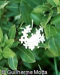 Ixora finlaysoniana