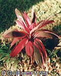 Cordyline terminalis ´Maria´
