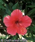 Hibiscus rosa-sinensis ´Empire´