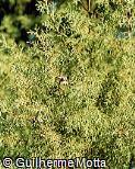 Chamaecyparis lawsoniana