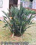 Strelitzia reginae