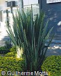 Phormium tenax