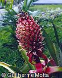Ananas comosus