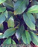 Abrir ficha do item Spathiphyllum cannaefolium