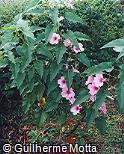 Ipomoea carnea