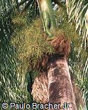 Roystonea regia