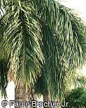 Roystonea regia