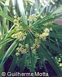 Cyperus alternifolius