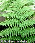Athyrium felix-femina