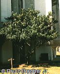 Eriobotrya japonica