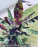 Musa sumatrana