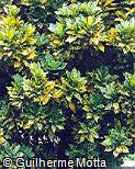 Codiaeum variegatum ´Aucubifolium´
