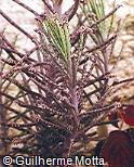 Kalanchoe tubiflora