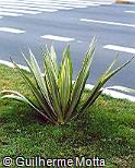 Furcraea foetida ´Striata´
