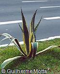 Furcraea foetida ´Marginata´