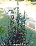 Pedilanthus tithymaloides
