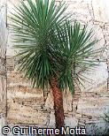 Yucca gigantea